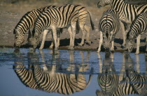 Zebra herd drinking at a waterhole