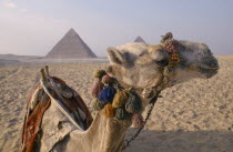 The Pyramids. Camel In Foreground