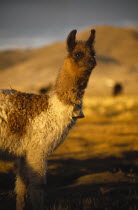 A single Alpaca with a bell around it s neck  on the Altiplano  in between Uyuni an Potosi.