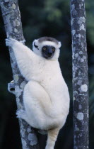 Nahampoana Nature Reserve. Sifaka Lemur holding on to tree stem