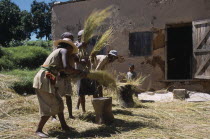 Road to Ranomanfana. Village women thrashing wheat