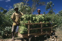 Road to Ranomanfana. Two boys standing by their cart of freshly picked bananas