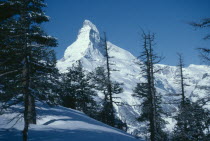 Snow covered peak of the Matterhorn with pine trees in the foreground.