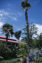 Abbotsbury Sub Tropical Gardens. Colonial style teahouse behind palm trees  exotic plants and flowers.European Great Britain Northern Europe UK United Kingdom British Isles