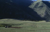 Livestock grazing on the lush grass on the mountain range.Kyrgyzstan Tien Shan    Tian Shan  Celestial Mountains.