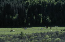 Horses graze on lush green grass on the mountain   Kyrgyzstan Tien Shan    Tian Shan  Celestial Mountains.