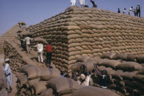 Workers building pyramid of sacks of ground nuts.