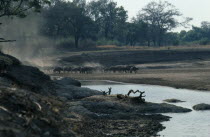 Buffalo arriving at waterhole.