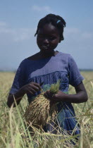 Young girl harvesting rice