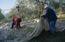 Olive pickers collecting the crop in large sheets of material.