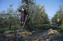 Woman on a ladder picking olives by hand.