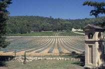 Near St Maximin  Vineyard Coteaux Varois  Chateau la Calisse  lavender & vines