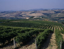 View over the vineyards to the fields in the distance.