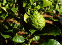 Ugli Fruit - unripeAntipodean Aussie Australian Oceania Oz