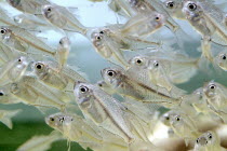 Poddy Mullet Fish Antipodean Aussie Australian Oceania Oz