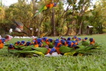 Red Collared Rainbow Lorikeet Antipodean Aussie Australian Oceania Oz