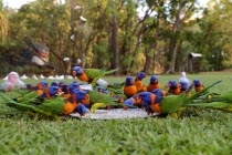 Red Collared Rainbow Lorikeet Antipodean Aussie Australian Oceania Oz