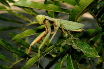 Preying Mantis Insects Antipodean Aussie Australian Oceania Oz