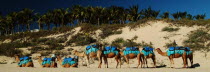 Panorama of the camels being prepared for the sunset ride.Antipodean Aussie Australian Oceania Oz