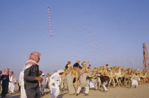 Camel racing in desert area.  Camels waiting on start line.Colored Coloured