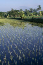 Rice paddy.