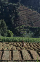 Woman amongst crops in terraced foothills.