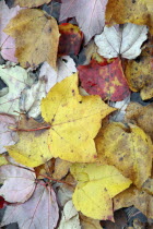 Autumn foliage  fallen leaves floating on Center Pond Centre