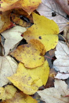 Autumn foliage  fallen leaves floating on Center Pond Centre