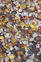 Autumn foliage  fallen leaves floating on Center Pond