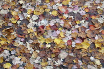 Autumn foliage  fallen leaves floating on Center Pond  Fall Maple