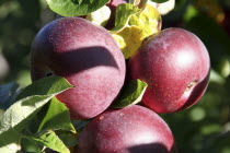 Red Courtland Apples on tree.