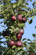 Red Courtland Apples on tree.