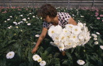 Woman picking white gerberas growing under glass.