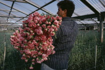 Man picking pink carnations growing under glass.