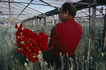 Man picking red carnations growing under glass.