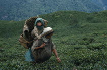 Tea picker with baby in basket on her back near Darjeeling.