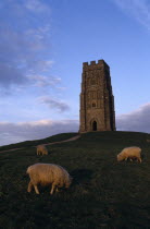 Glastonbury Tor with sheep grazing in foreground.