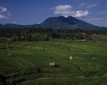 View over green paddy fields with palm forest and mountains in the distance