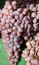 French Market. Bunches of red grapes on market stallGreat Britain United Kingdom UK