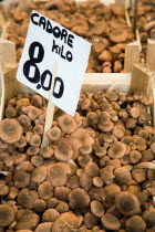 Cadore mushrooms for sale in the Rialto Market