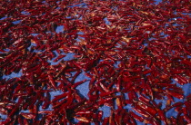 Red chilli peppers left out to dry in the sun on pavement.