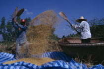 Threshing rice by hand.