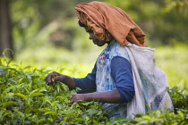 Picking tea in the hill plantations around Kandy.AsiatravelSri Lankaharvest Asian Llankai Sri Lankan