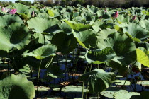 Giant Lotus in the Mary River BaisinBillabong Antipodean Aussie Australian Oceania Oz