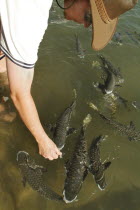 Aquascenes Fish Sanctuary - feeding Diamond Scaled Mullet.Fish Sanctuary  Feeding Fish Antipodean Aussie Australian Oceania Oz