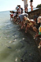 Aquascenes Fish Sanctuary - feeding Diamond Scaled Mullet.Fish Sanctuary  Feeding Fish Antipodean Aussie Australian Oceania Oz