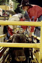 Darwin Rodeo - the rider is being tied to the bull.Sport  Animal  Festival Antipodean Aussie Australian Oceania Oz