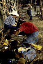 Darwin Rodeo - Coboys preparing their gear.Sport  Animal  Festival Antipodean Aussie Australian Oceania Oz