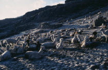 Llamas in pasture camp at dawn in light snow.