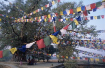 Pilgrims  prayer flags and peepol tree in sacred garden beside pond where the Buddha was born.Asia Asian Nepalese Religion Religious History